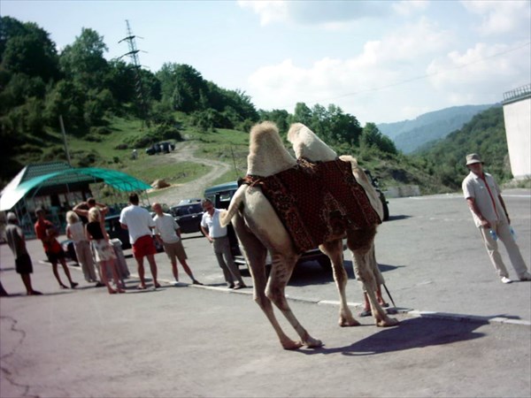 IMAG0009 Верблюд кавказский безголовый